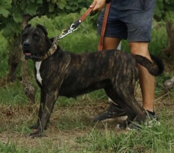 GRANADA DE SPARTA WILDBOYZ