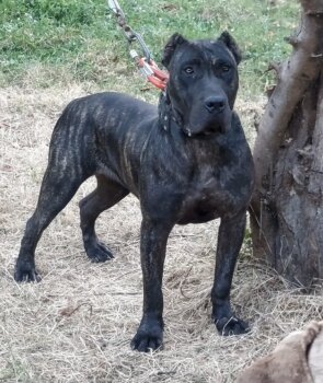 KALA DE CANCERBEROS KENNEL