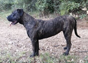 SIRCA DE SAMCOR