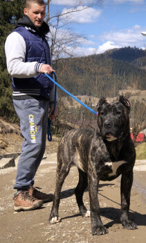 PRADA DE VARRO BULL