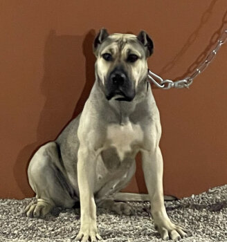 PWA’S MAYA