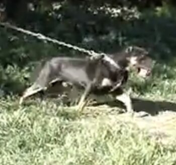 ROKO DE KING ZULU