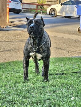 AJITO DE KINGSTON