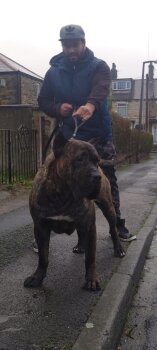 AL'BENZO BULLETHEAD KENNEL