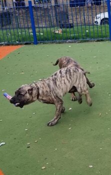 ZEN PRESA GANG KENNEL