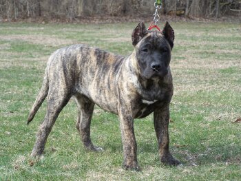 D&G'S SUPERMAN (KILO)