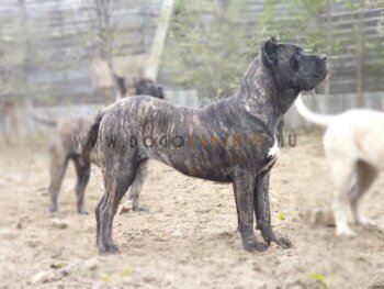 DIOR DE TIERRA GRANCAN