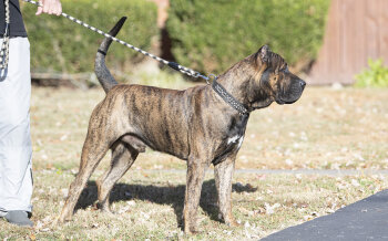 ZEUS DE REY GLADIADOR