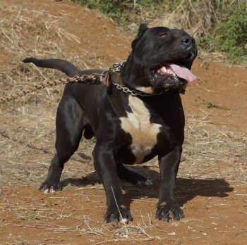 TITAN DE TIBICENAS