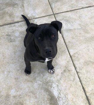 NALA DE BLACKSTONE