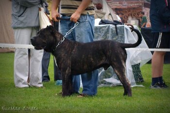 RABISU CABALLERO CANARIO