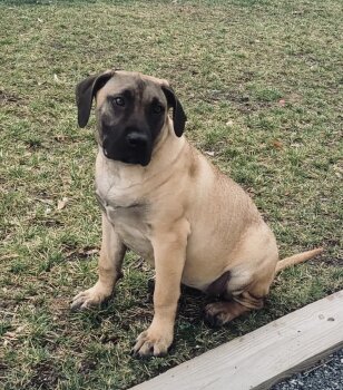 HENNESSY DE SOVA KENNELS