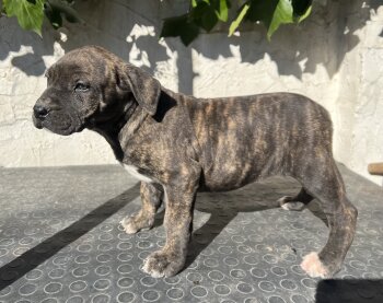 UMA DE KING ZULU