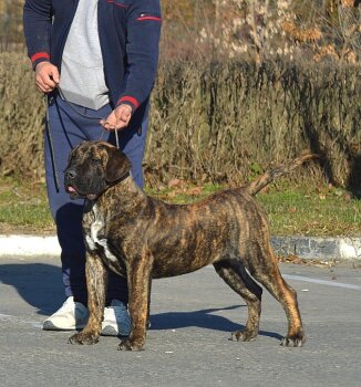 ROLLO MUNTENIA'S WARRIOR
