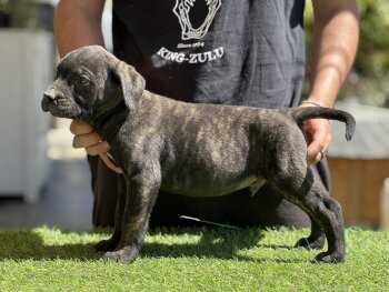 VENOM DE KING ZULU