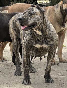 ZARPA DE KING ZULU