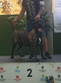 GUAYO CANARIKENNEL