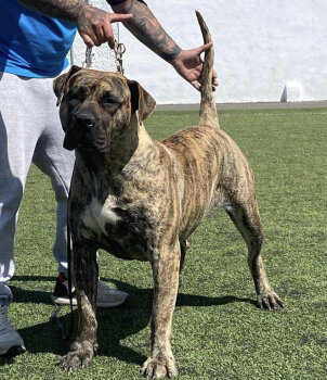 HERA CANARIKENNEL