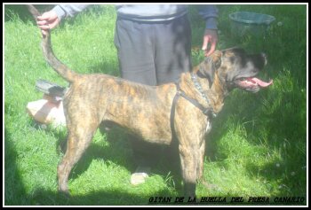 GITAN DE LA HUELLA DEL PRESA CANARIO (TITAN)