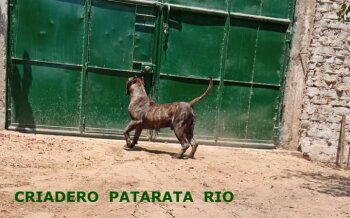 BARRABAS DEL IMPERIO DEL INKA