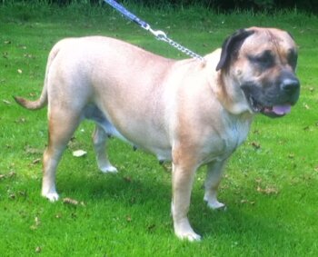 ROSITA LOS PERROS NOBLES (RAISA)