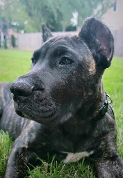 MAXIMUS DE CABEZA GRANDE