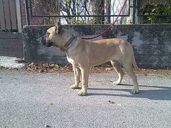 TAYSA DE SPALATO BULL