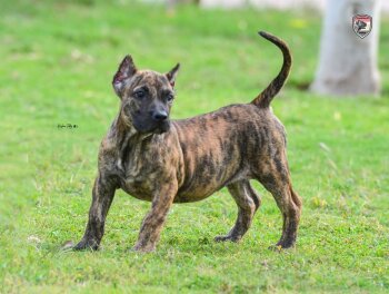 CANDY HOSSAM FARES KENNEL