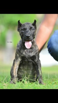 COBA HOSSAM FARES KENNEL