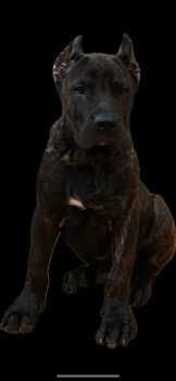 B.ORTEN HOSSAM FARES KENNEL