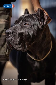 TACHA DE PCRP KENNEL