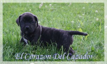 ECKO EL CORAZON DEL CAZADOR