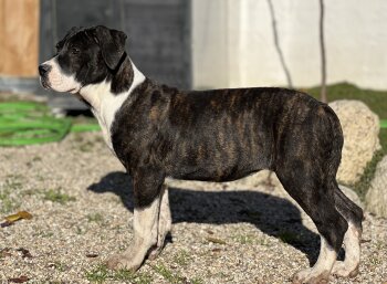 DIOSA DE KING ZULU