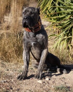 ARTUS DE LOS GUERREROS