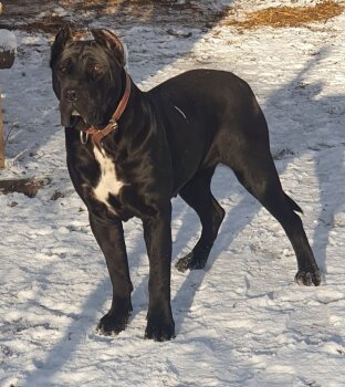 XENA PRESA DE GUERRA