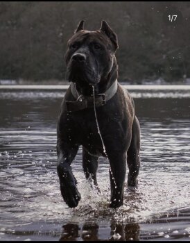 ONYX DE GLADIATOR