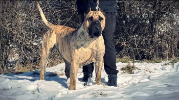 CEZAR