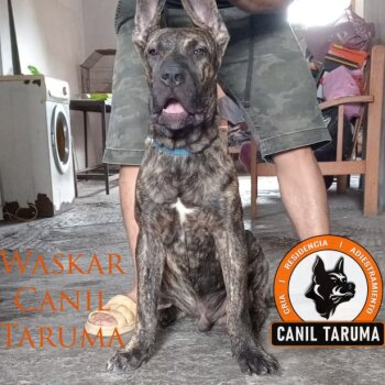 WASKAR CANIL TARUMA