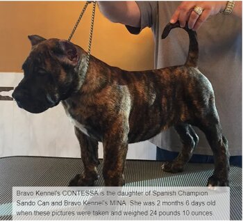 BRAVO KENNEL’S CONTESSA