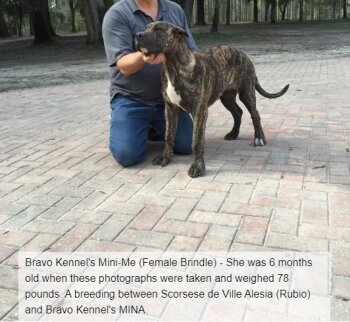 BRAVO KENNEL’S MINI-ME