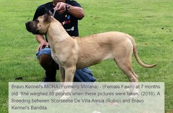 BRAVO KENNEL’S MORA