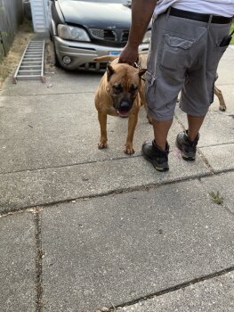 STRINGER KENNELS MARY JANE