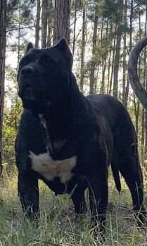 BRAVO KENNEL’S ARIES