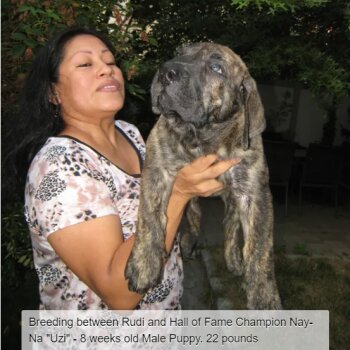 BRAVO KENNEL'S UZI