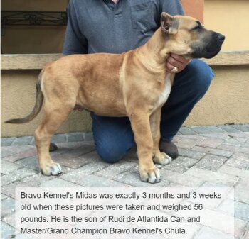 BRAVO KENNEL’S MIDAS