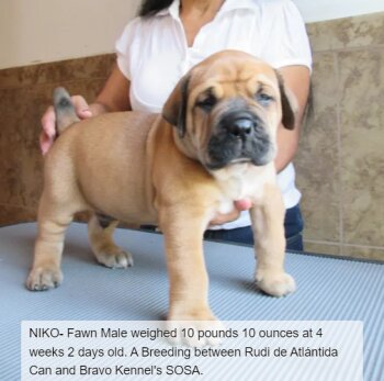 BRAVO KENNEL’S NIKO