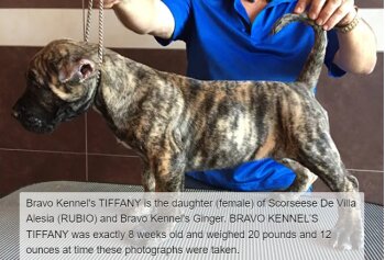 BRAVO KENNEL’S TIFFANY