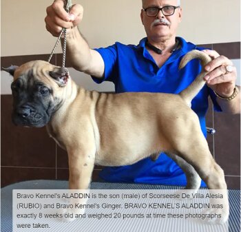 BRAVO KENNEL’S ALADDIN