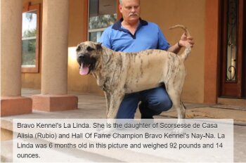 BRAVO KENNEL’S LALINDA