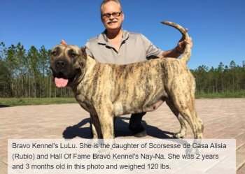 BRAVO KENNEL'S LULU